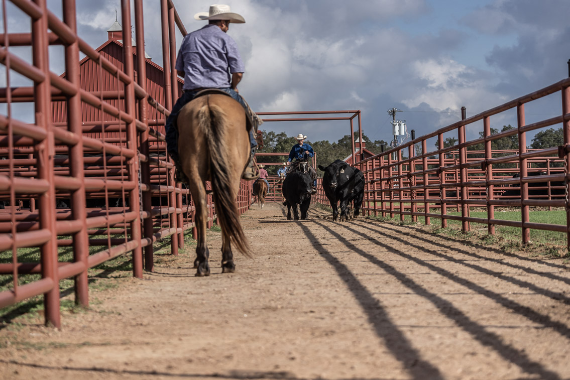 44Farms_Cameron_FallBullSale_Oct2021-519569