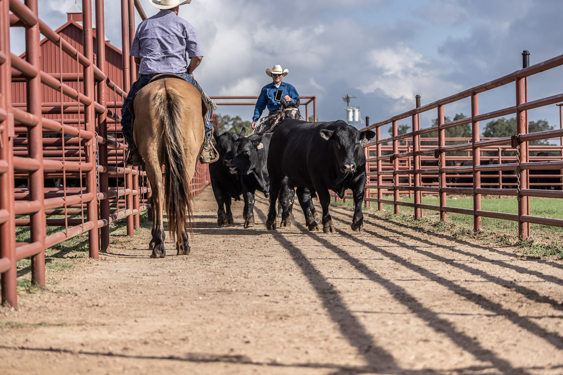 44Farms_Cameron_FallBullSale_Oct2021-519573