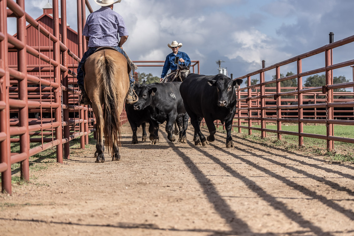 44Farms_Cameron_FallBullSale_Oct2021-519574