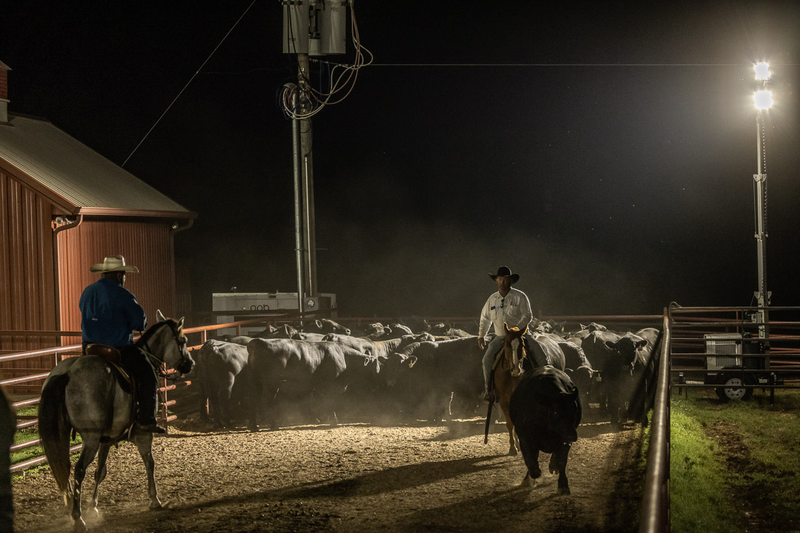 44Farms_Cameron_FallBullSale_Oct2021-523708