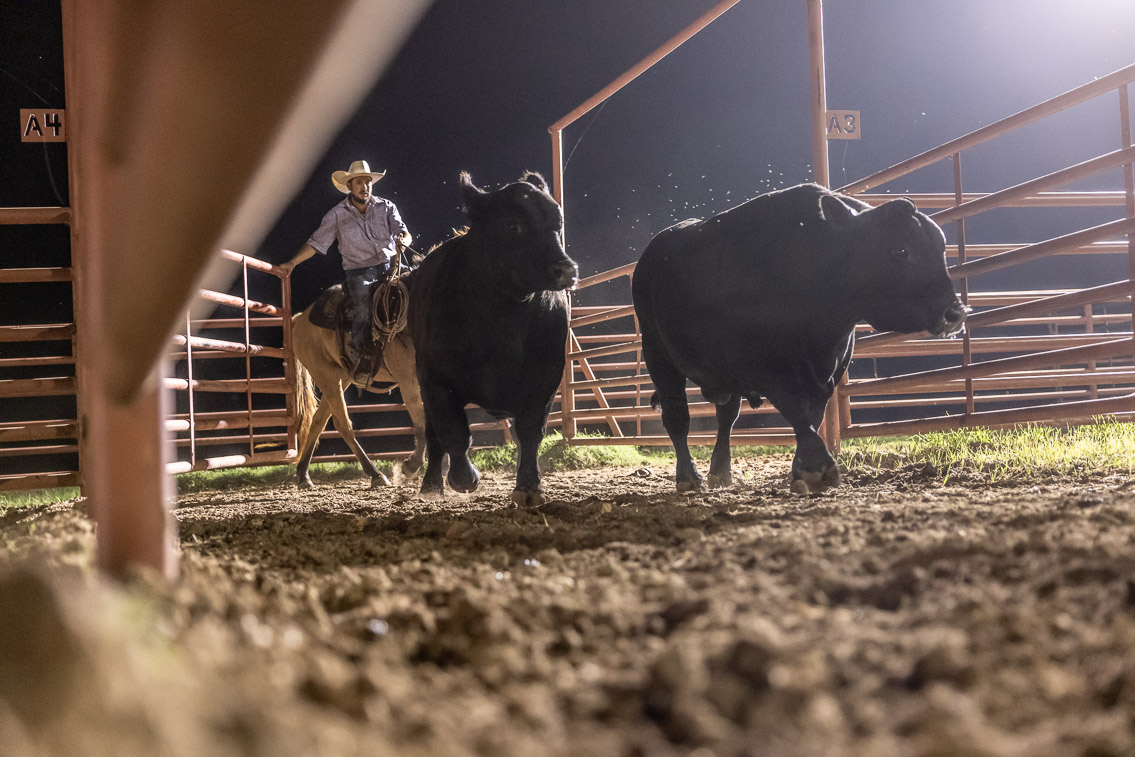 44Farms_Cameron_FallBullSale_Oct2021-523826