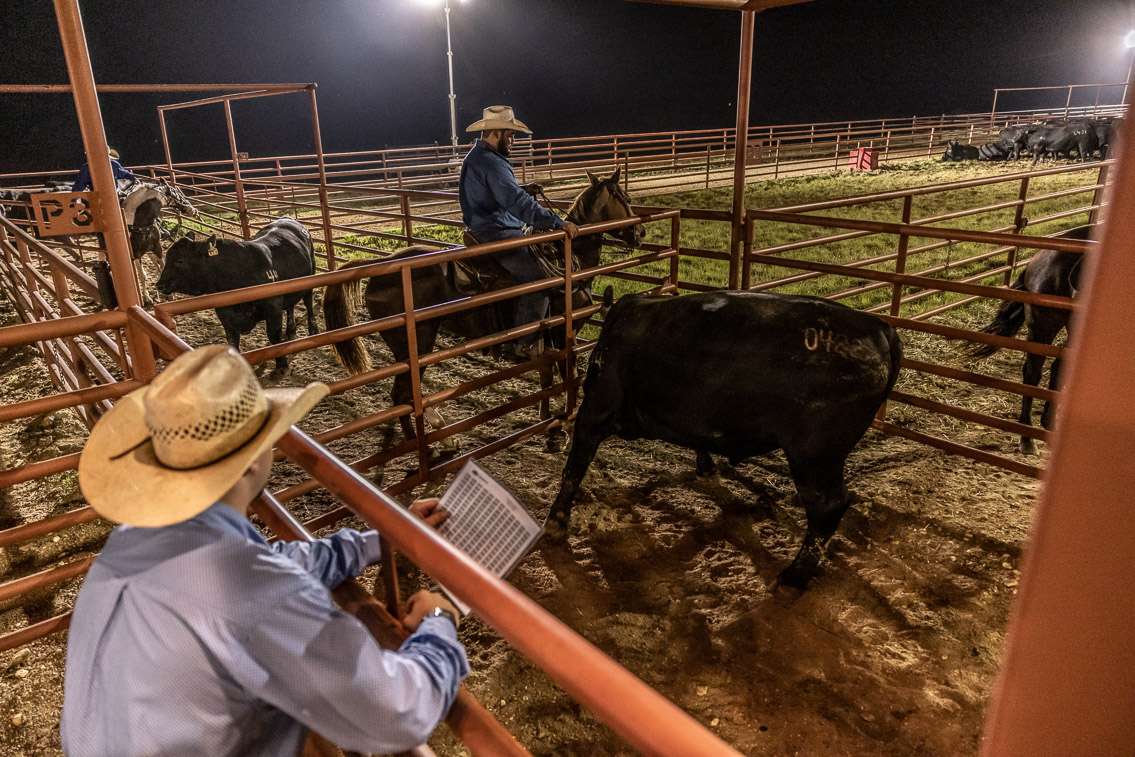 44Farms_Cameron_FallBullSale_Oct2021-524270