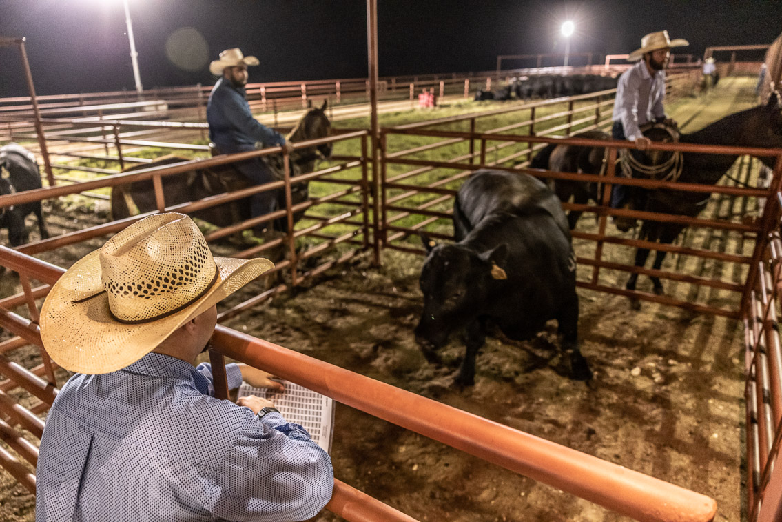 44Farms_Cameron_FallBullSale_Oct2021-524275
