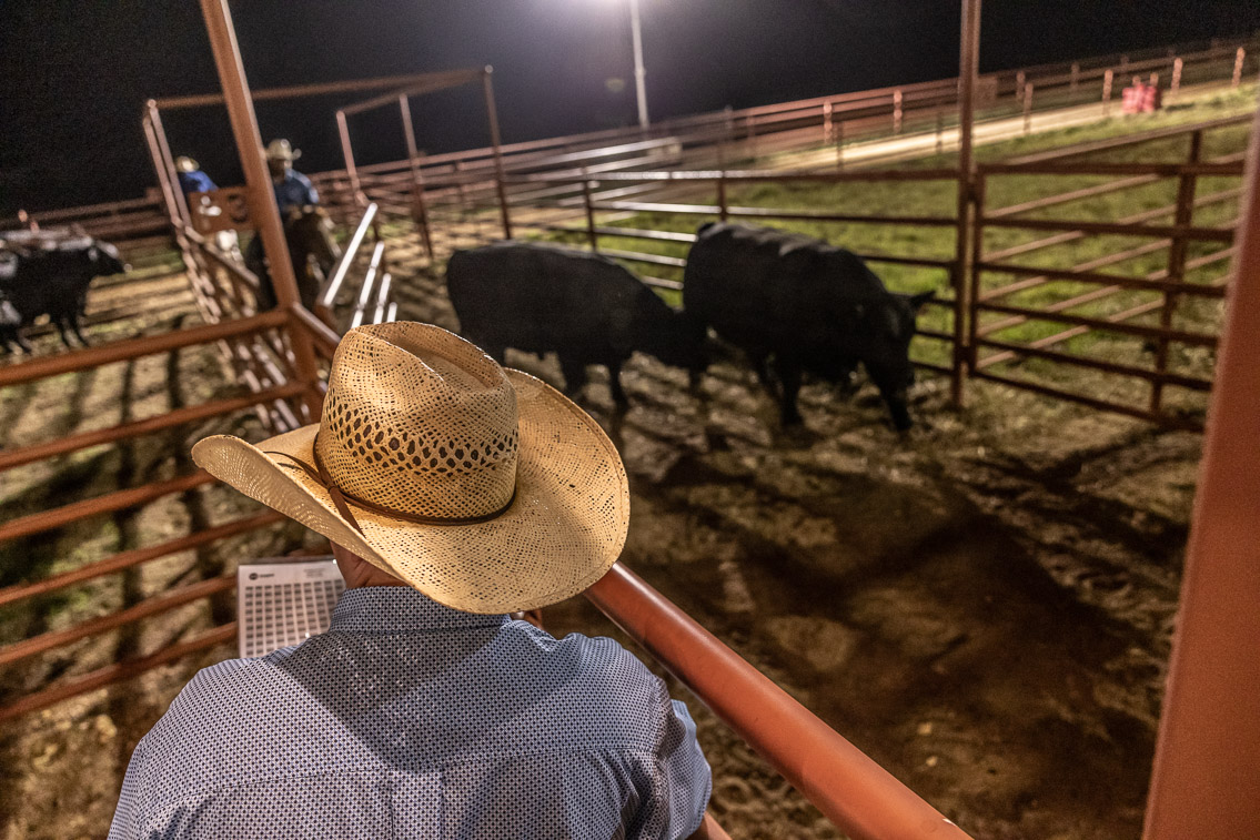 44Farms_Cameron_FallBullSale_Oct2021-524280
