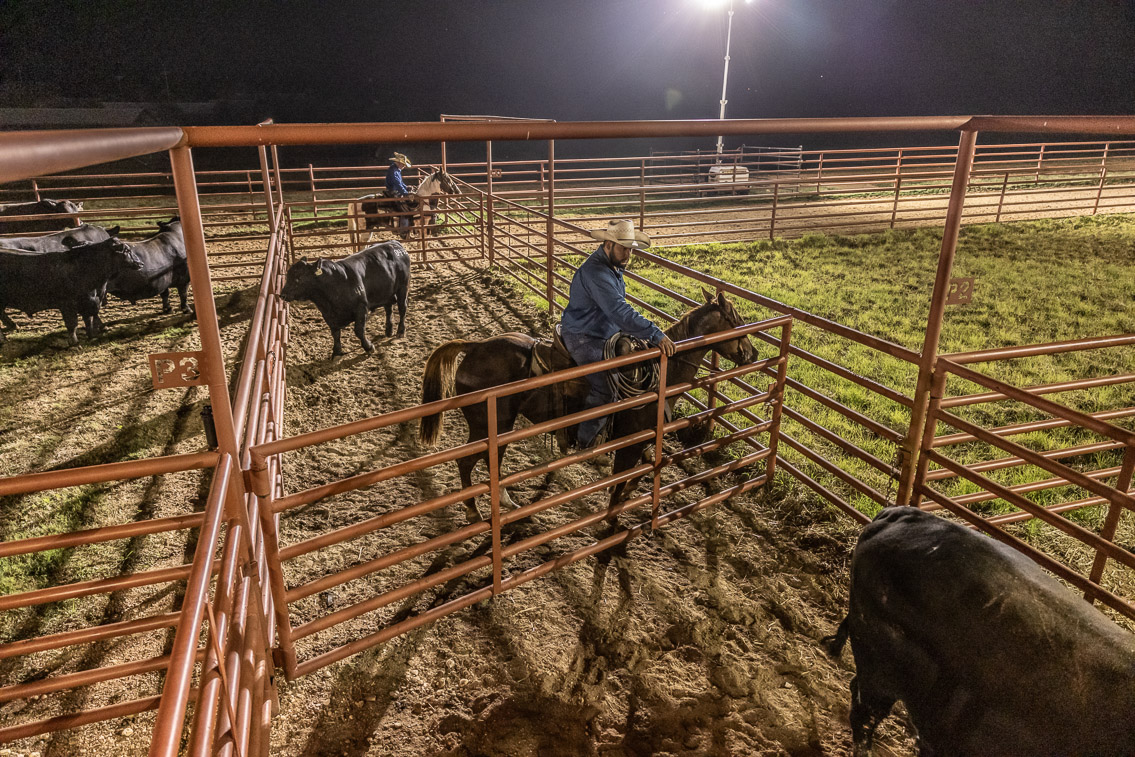 44Farms_Cameron_FallBullSale_Oct2021-524302