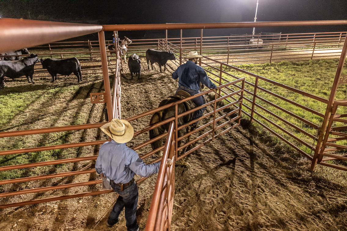 44Farms_Cameron_FallBullSale_Oct2021-524310