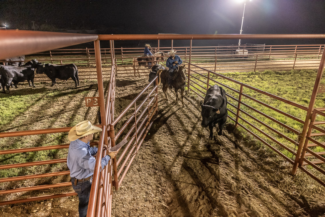 44Farms_Cameron_FallBullSale_Oct2021-524314