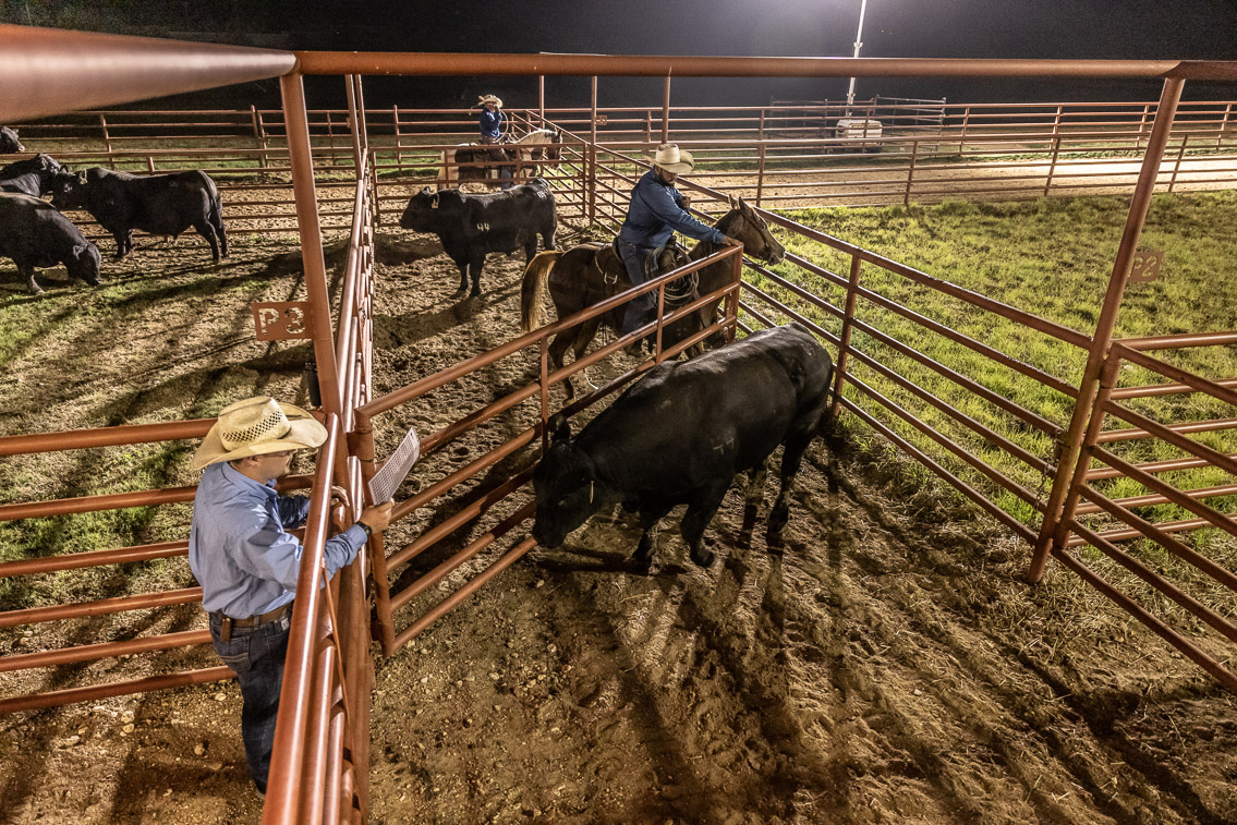 44Farms_Cameron_FallBullSale_Oct2021-524321