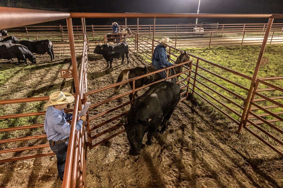 44Farms_Cameron_FallBullSale_Oct2021-524324