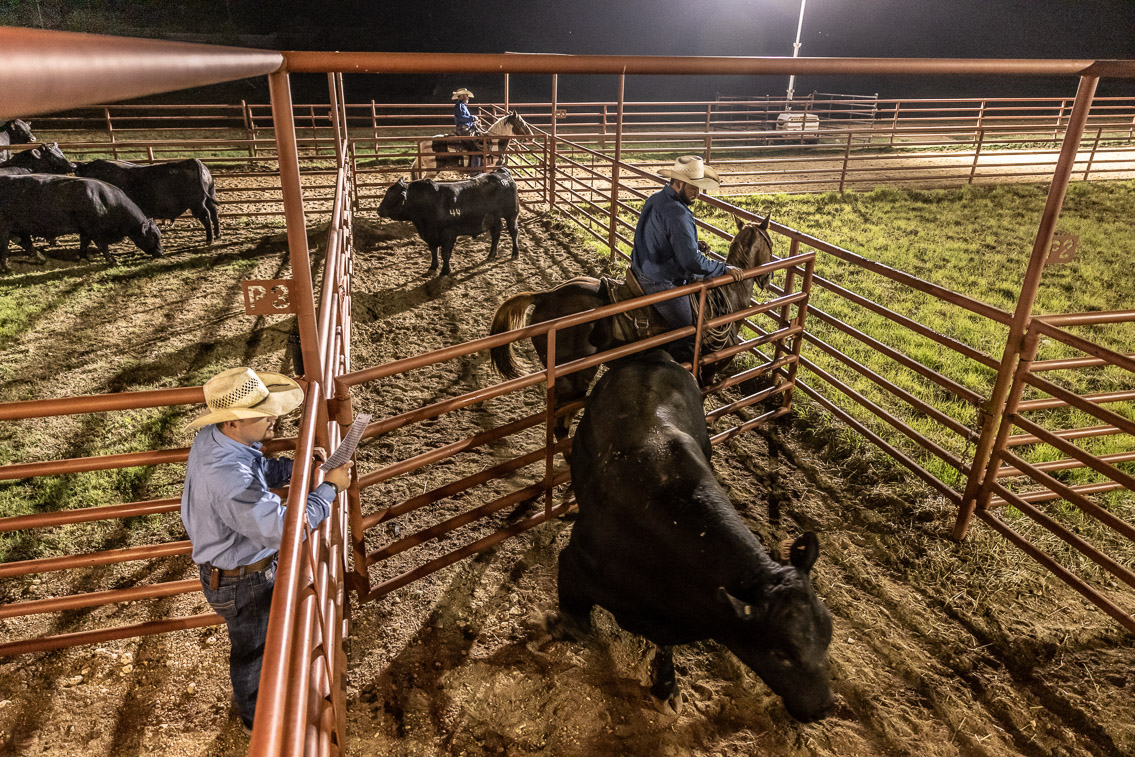 44Farms_Cameron_FallBullSale_Oct2021-524327