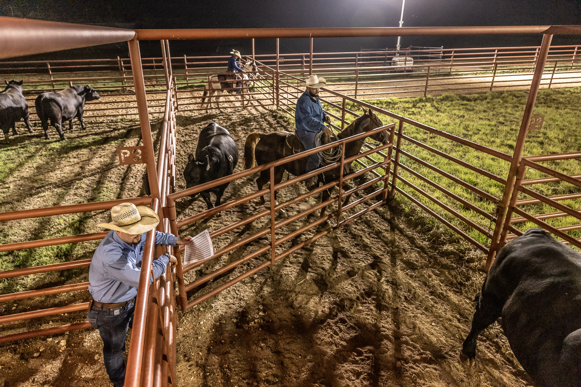 44Farms_Cameron_FallBullSale_Oct2021-524353