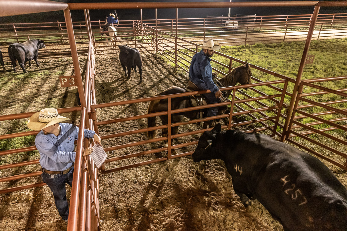 44Farms_Cameron_FallBullSale_Oct2021-524367