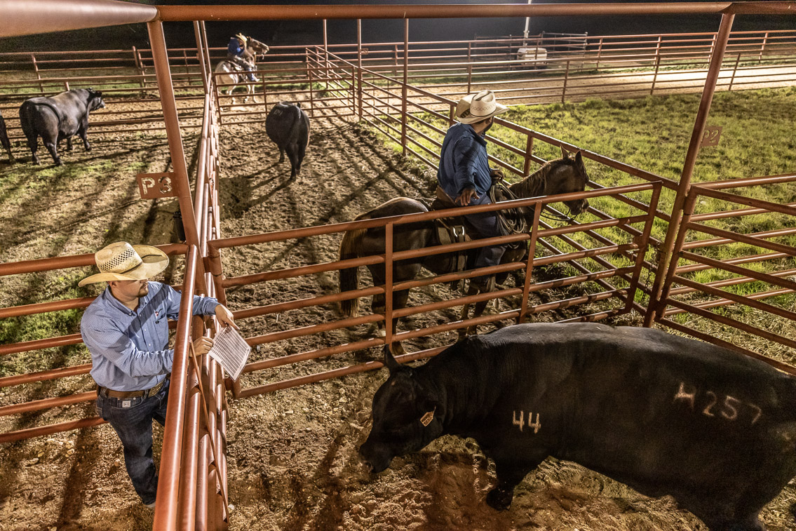 44Farms_Cameron_FallBullSale_Oct2021-524370
