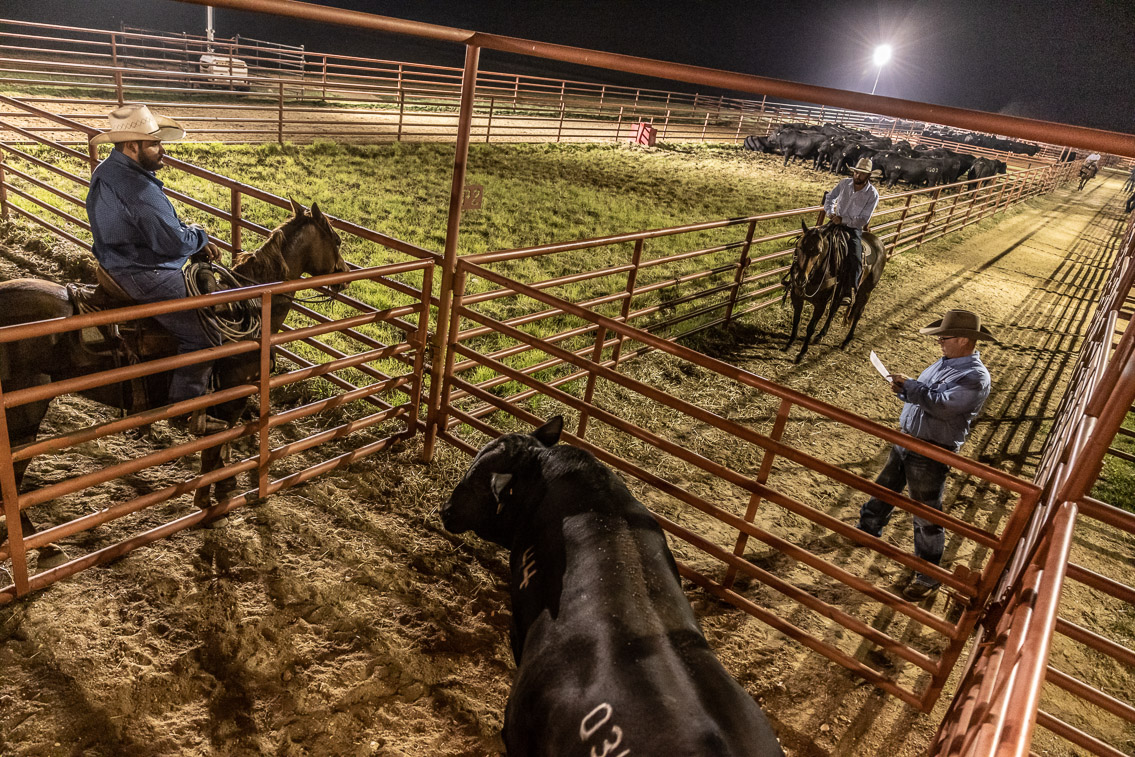 44Farms_Cameron_FallBullSale_Oct2021-524386