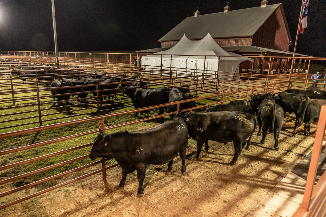44Farms_Cameron_FallBullSale_Oct2021-524404