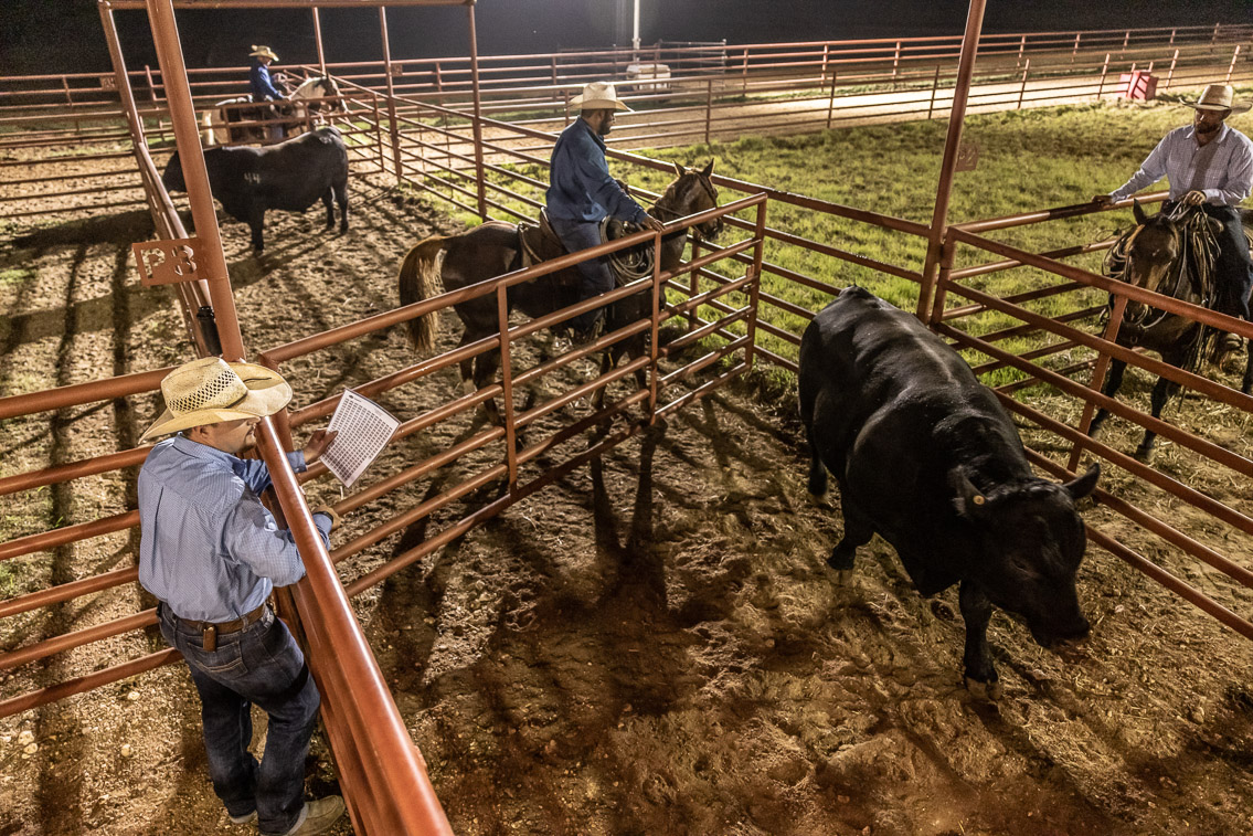44Farms_Cameron_FallBullSale_Oct2021-524405