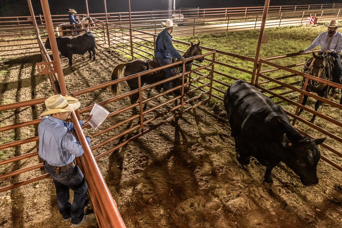 44Farms_Cameron_FallBullSale_Oct2021-524406
