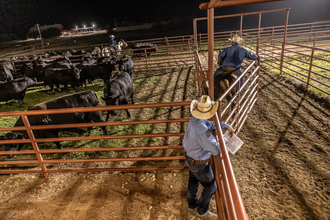 44Farms_Cameron_FallBullSale_Oct2021-524421