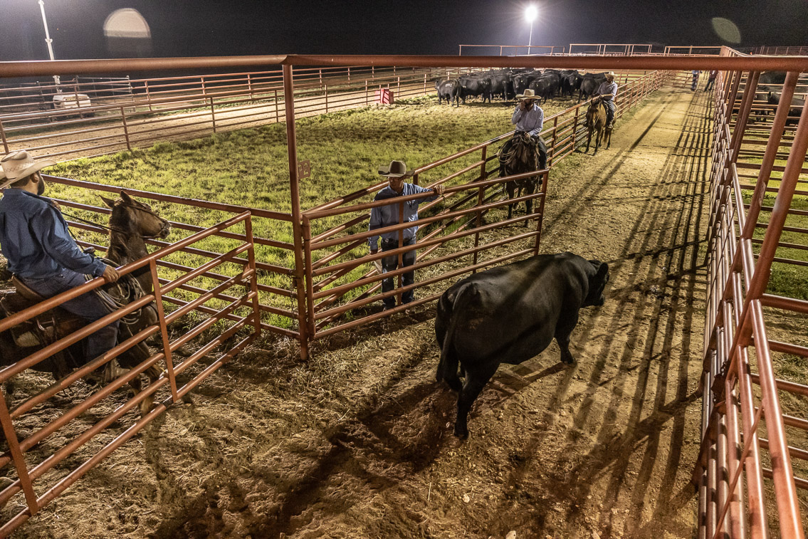 44Farms_Cameron_FallBullSale_Oct2021-524445