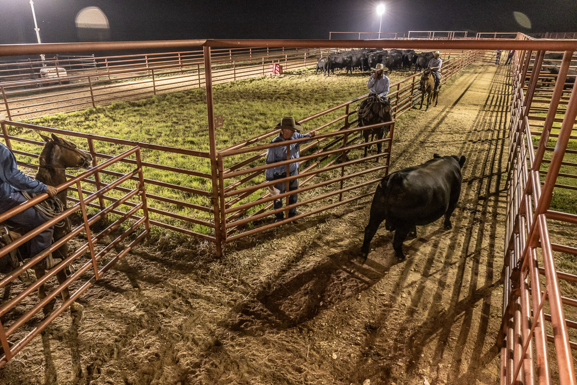 44Farms_Cameron_FallBullSale_Oct2021-524447