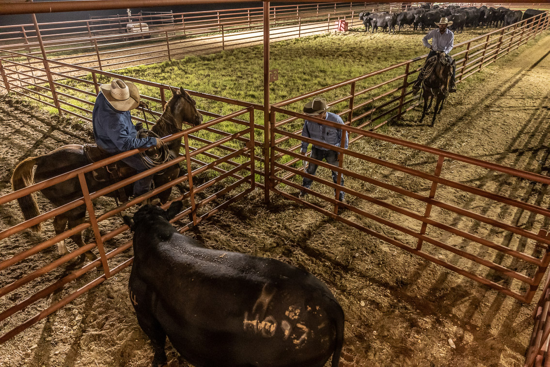 44Farms_Cameron_FallBullSale_Oct2021-524467