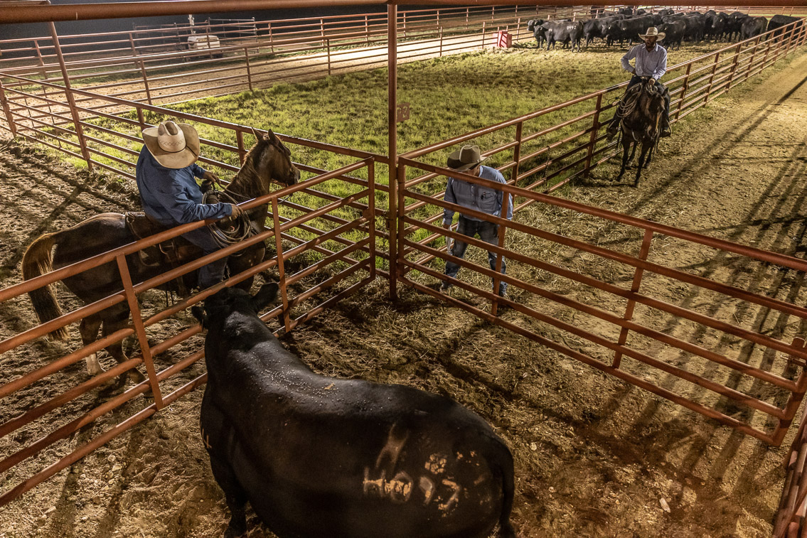44Farms_Cameron_FallBullSale_Oct2021-524469
