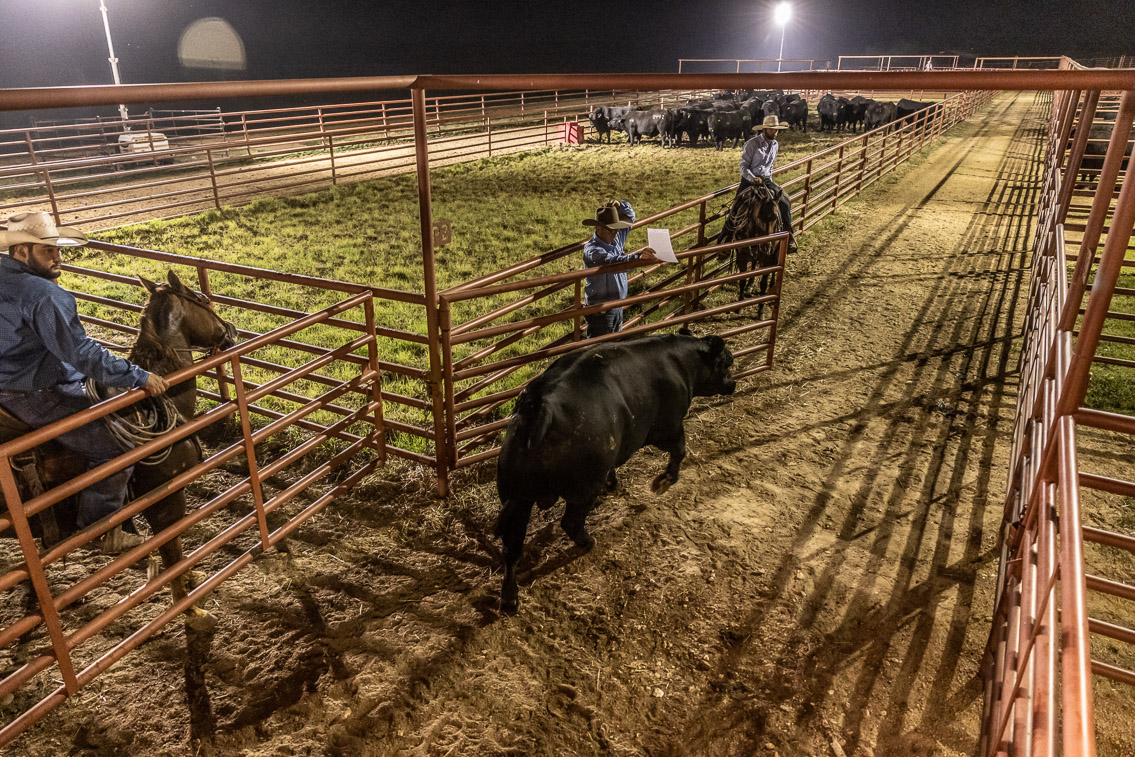 44Farms_Cameron_FallBullSale_Oct2021-524480