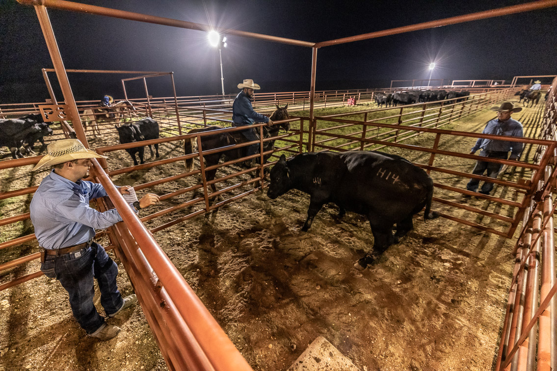 44Farms_Cameron_FallBullSale_Oct2021-524501