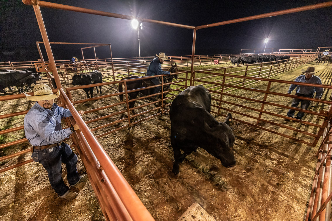44Farms_Cameron_FallBullSale_Oct2021-524504