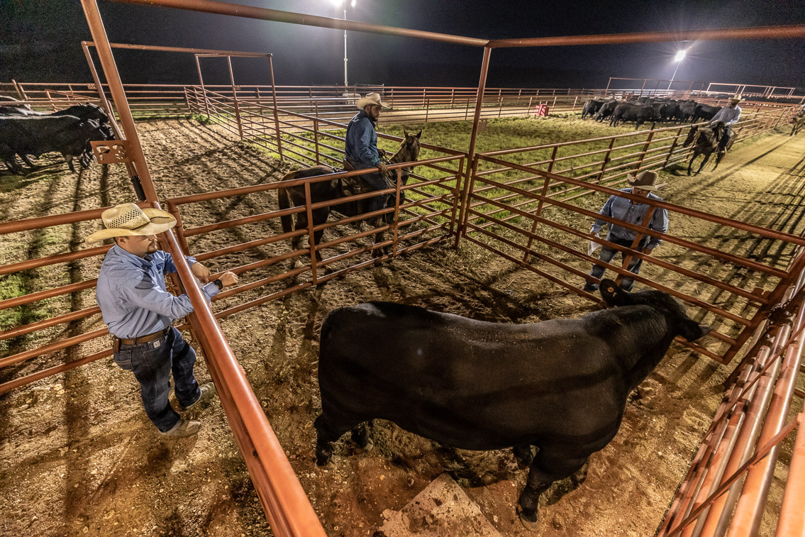 44Farms_Cameron_FallBullSale_Oct2021-524511
