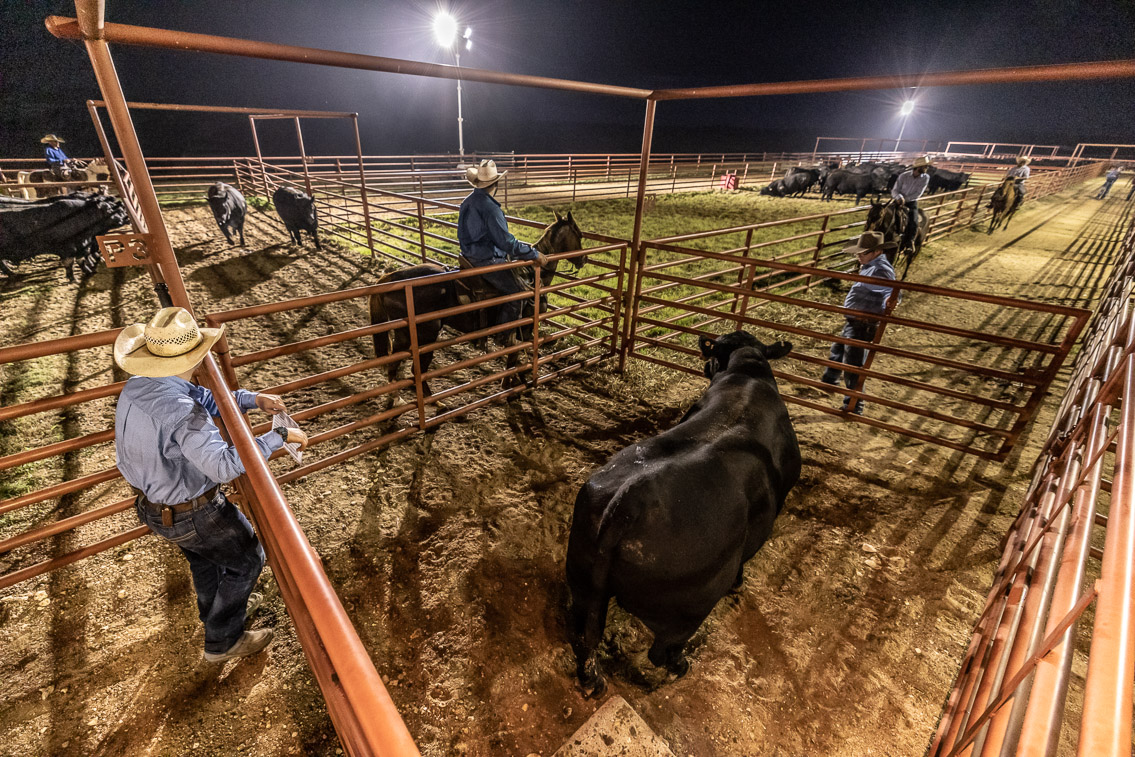44Farms_Cameron_FallBullSale_Oct2021-524518
