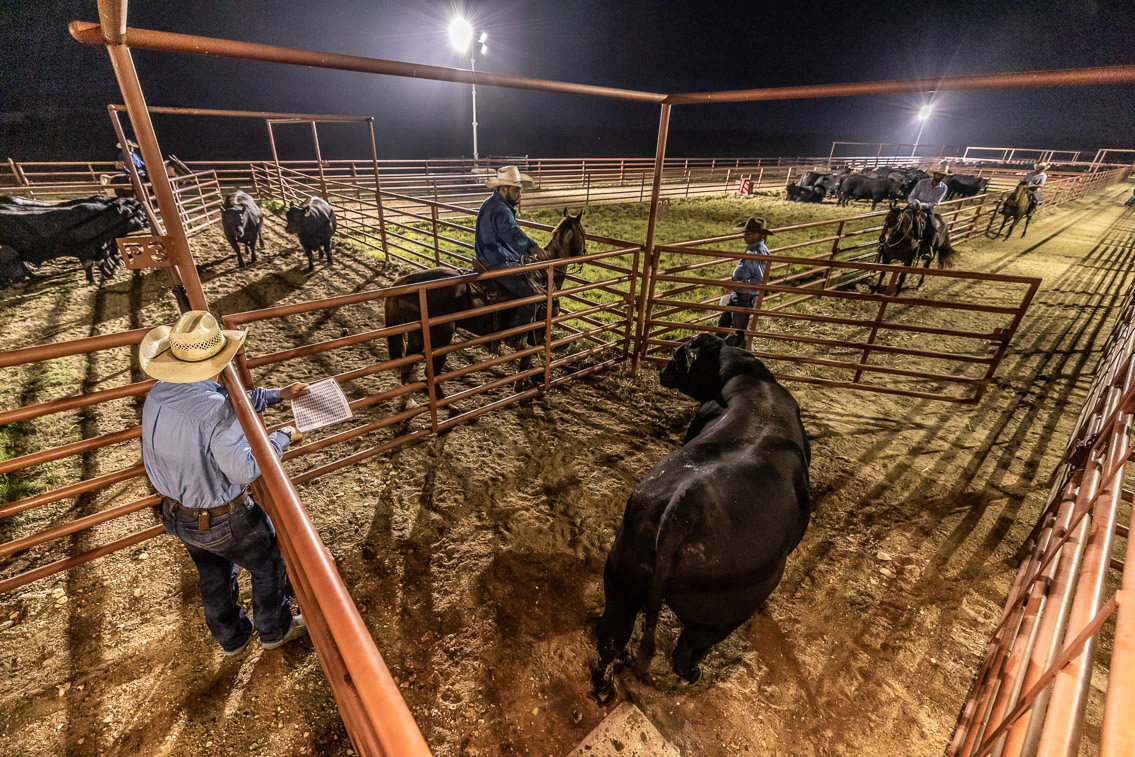 44Farms_Cameron_FallBullSale_Oct2021-524521