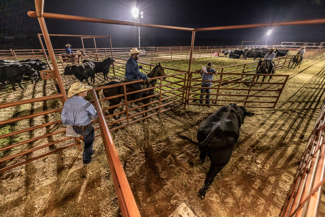 44Farms_Cameron_FallBullSale_Oct2021-524529