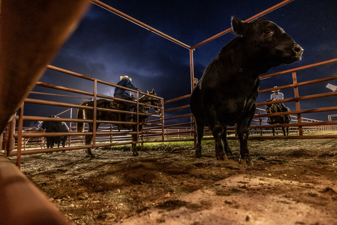 44Farms_Cameron_FallBullSale_Oct2021-524578