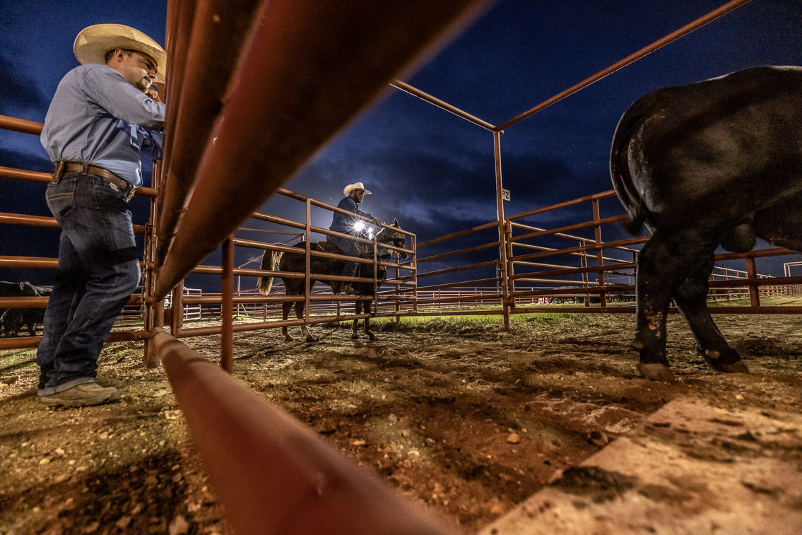 44Farms_Cameron_FallBullSale_Oct2021-524600