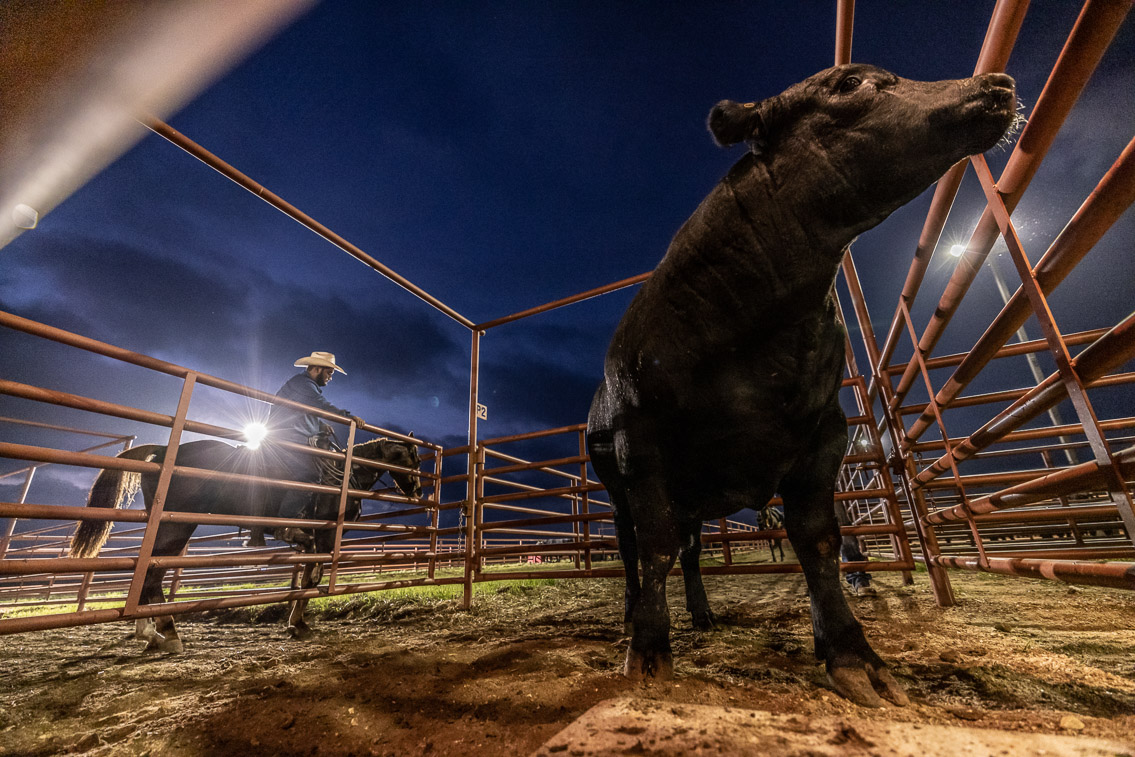 44Farms_Cameron_FallBullSale_Oct2021-524627