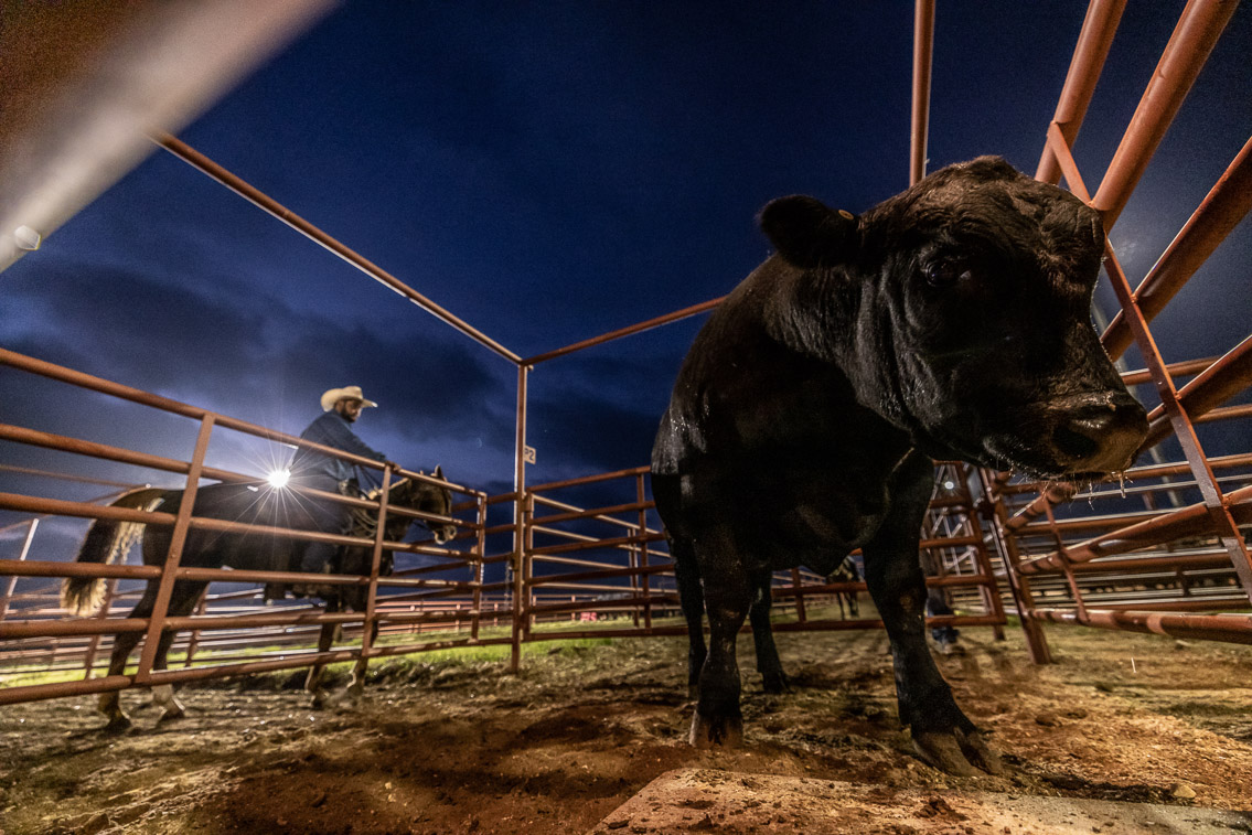 44Farms_Cameron_FallBullSale_Oct2021-524629