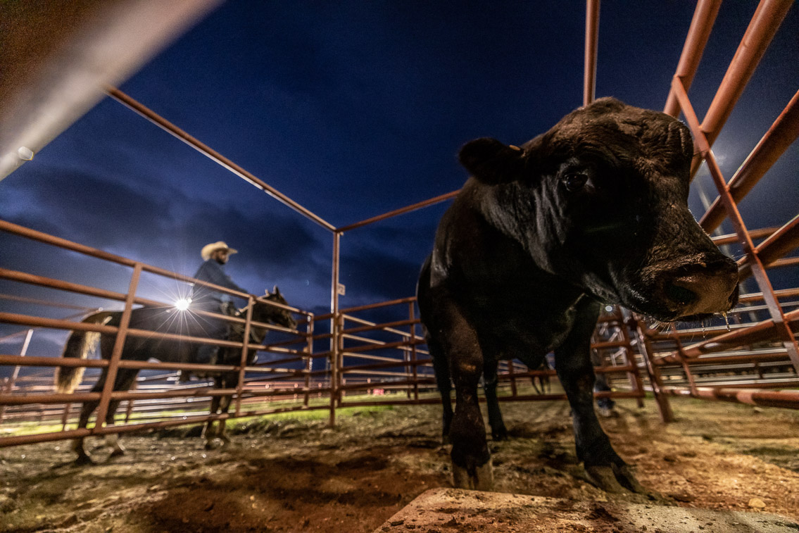 44Farms_Cameron_FallBullSale_Oct2021-524631