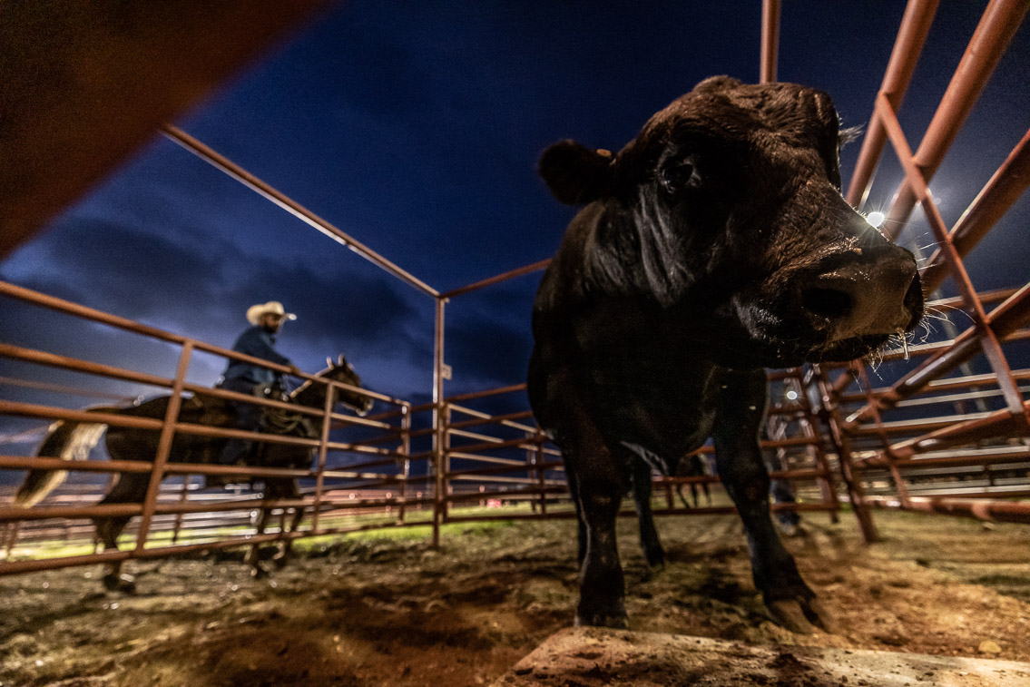 44Farms_Cameron_FallBullSale_Oct2021-524633