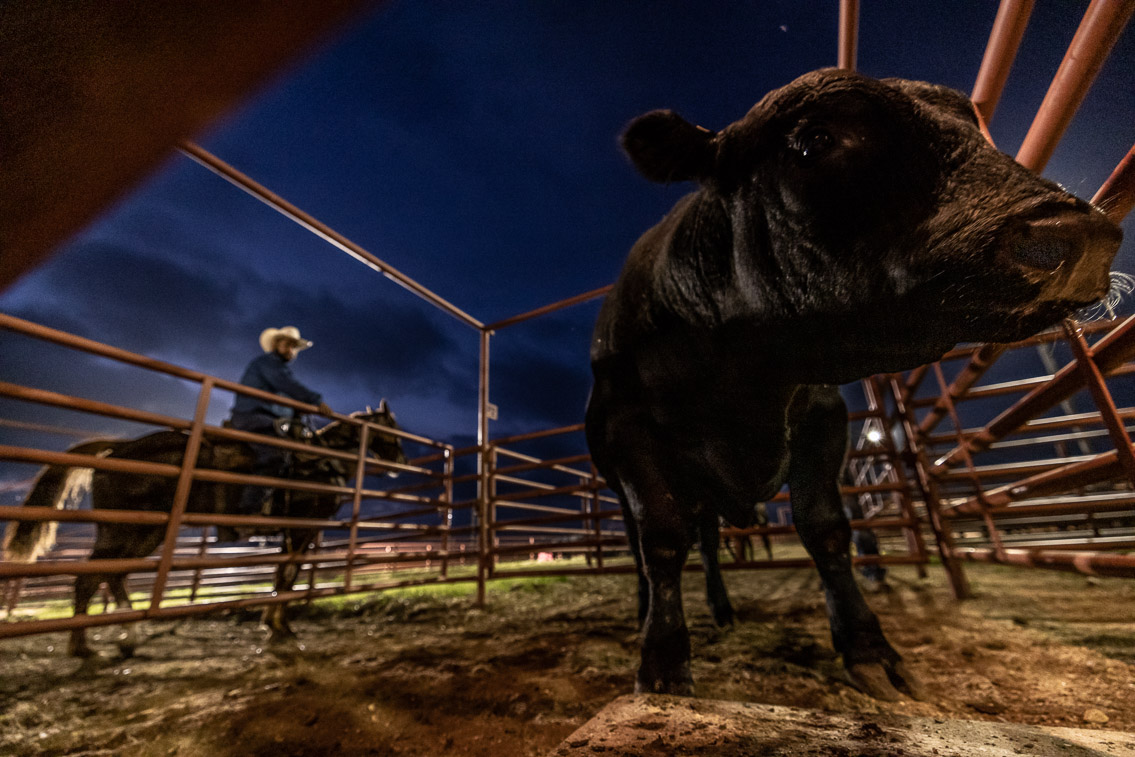 44Farms_Cameron_FallBullSale_Oct2021-524635