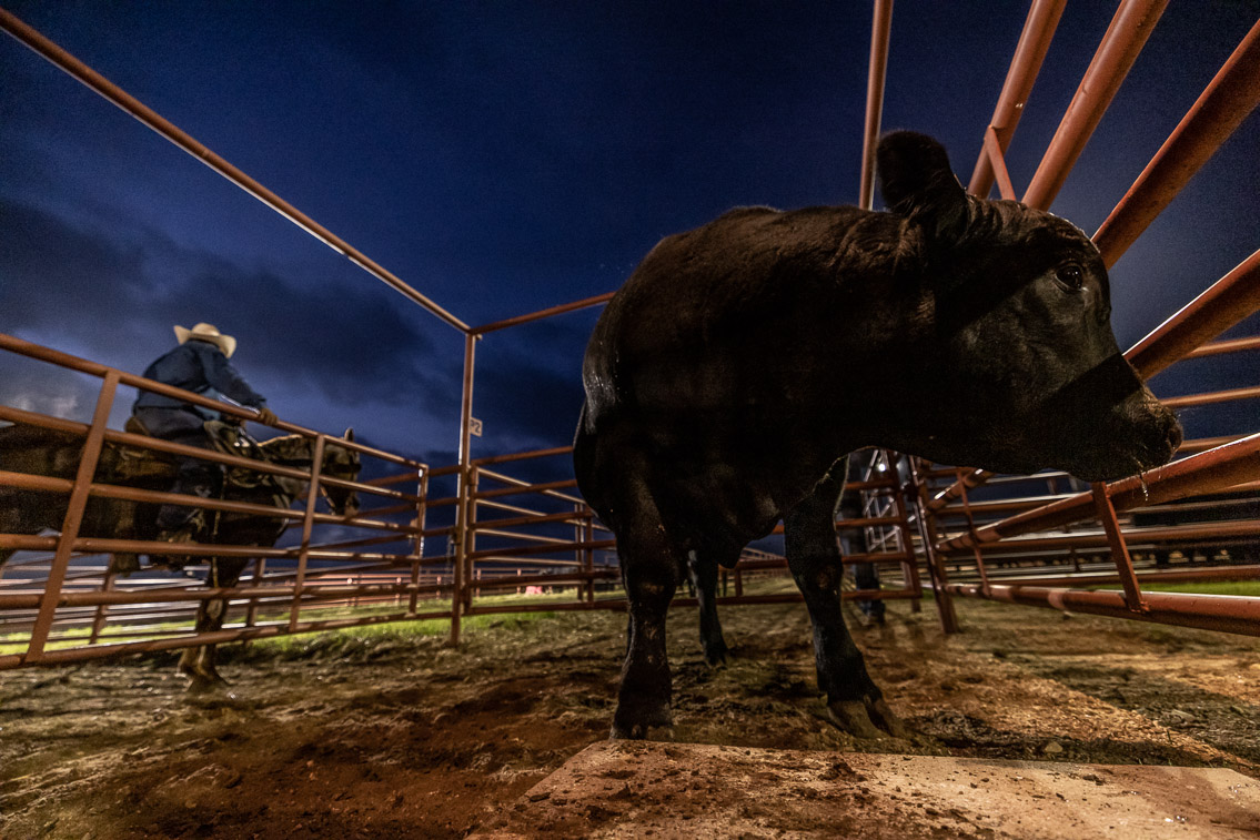 44Farms_Cameron_FallBullSale_Oct2021-524639