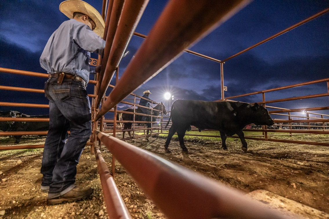 44Farms_Cameron_FallBullSale_Oct2021-524649