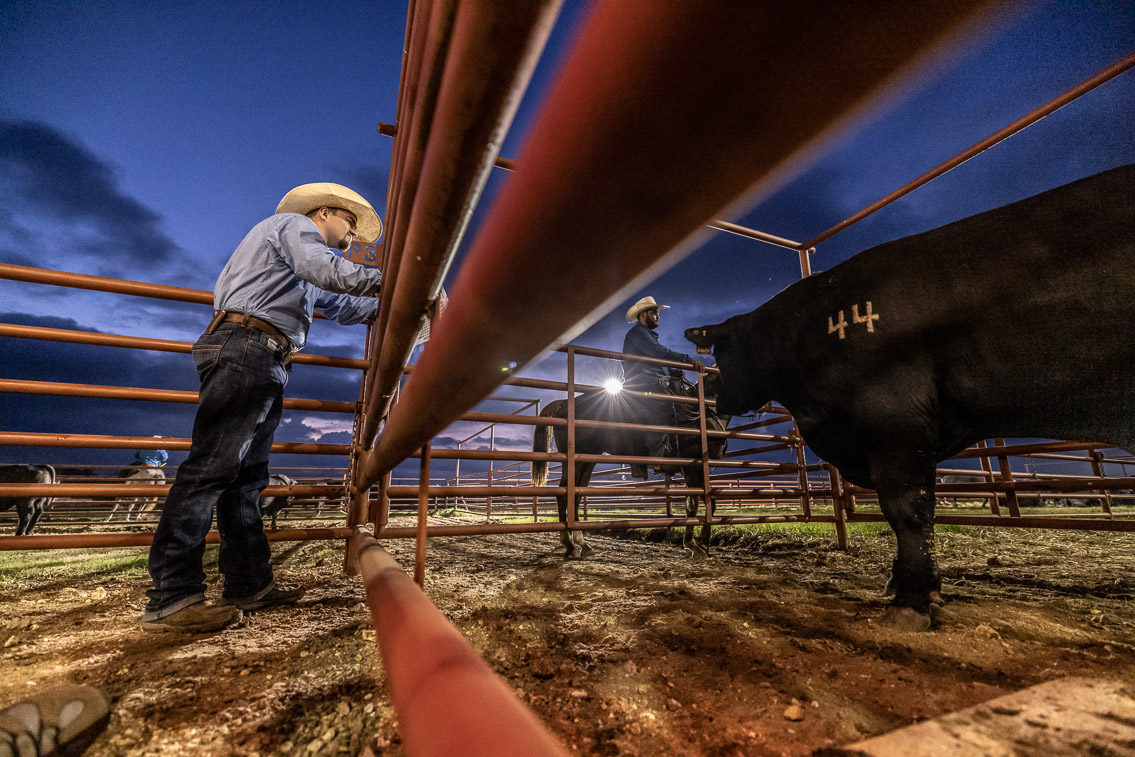 44Farms_Cameron_FallBullSale_Oct2021-524709