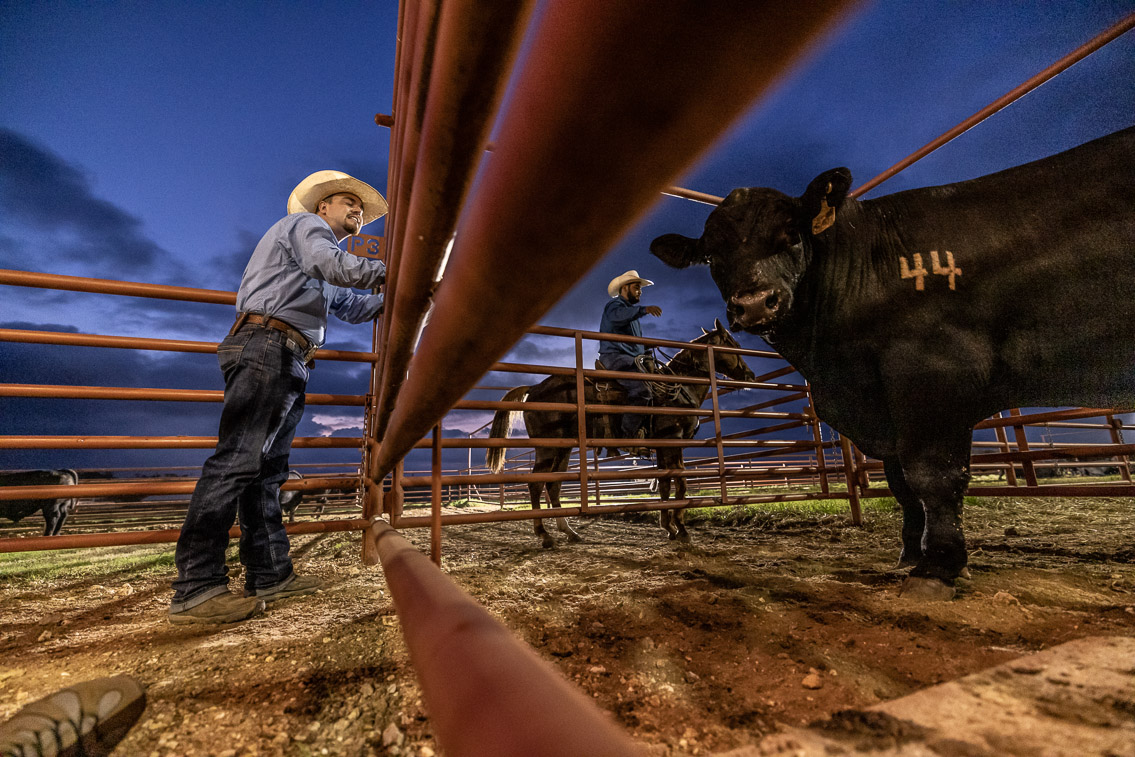 44Farms_Cameron_FallBullSale_Oct2021-524714