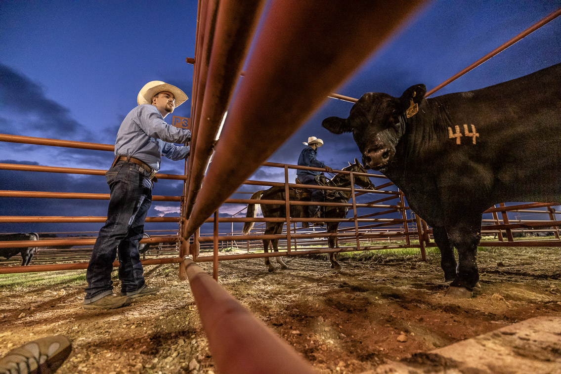 44Farms_Cameron_FallBullSale_Oct2021-524715