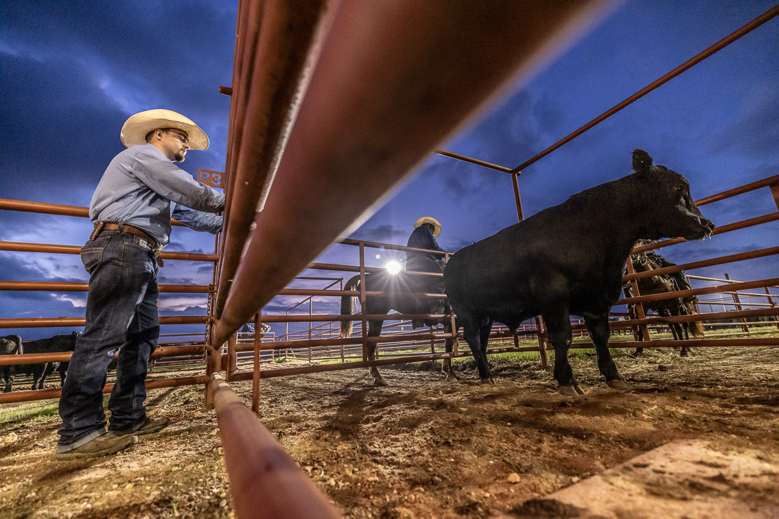 44Farms_Cameron_FallBullSale_Oct2021-524905