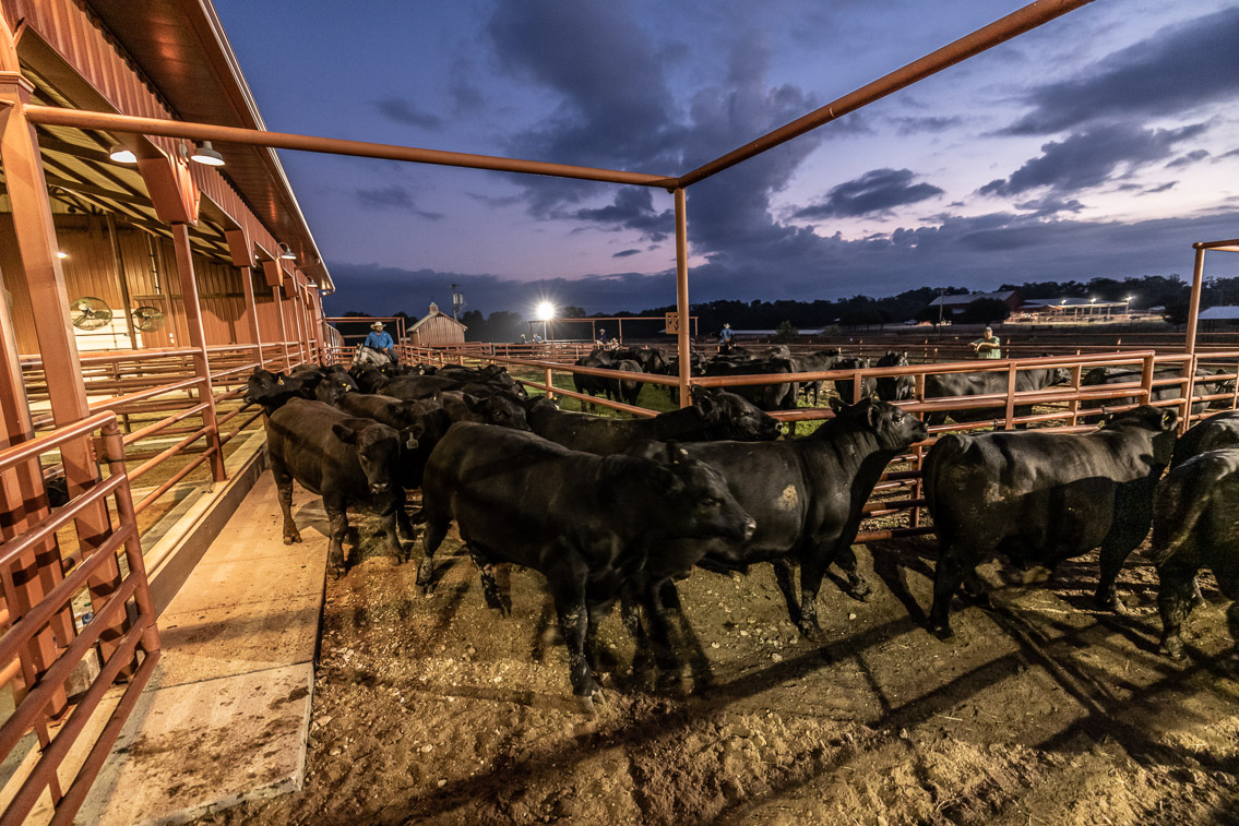 44Farms_Cameron_FallBullSale_Oct2021-524942