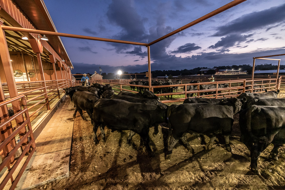 44Farms_Cameron_FallBullSale_Oct2021-524947