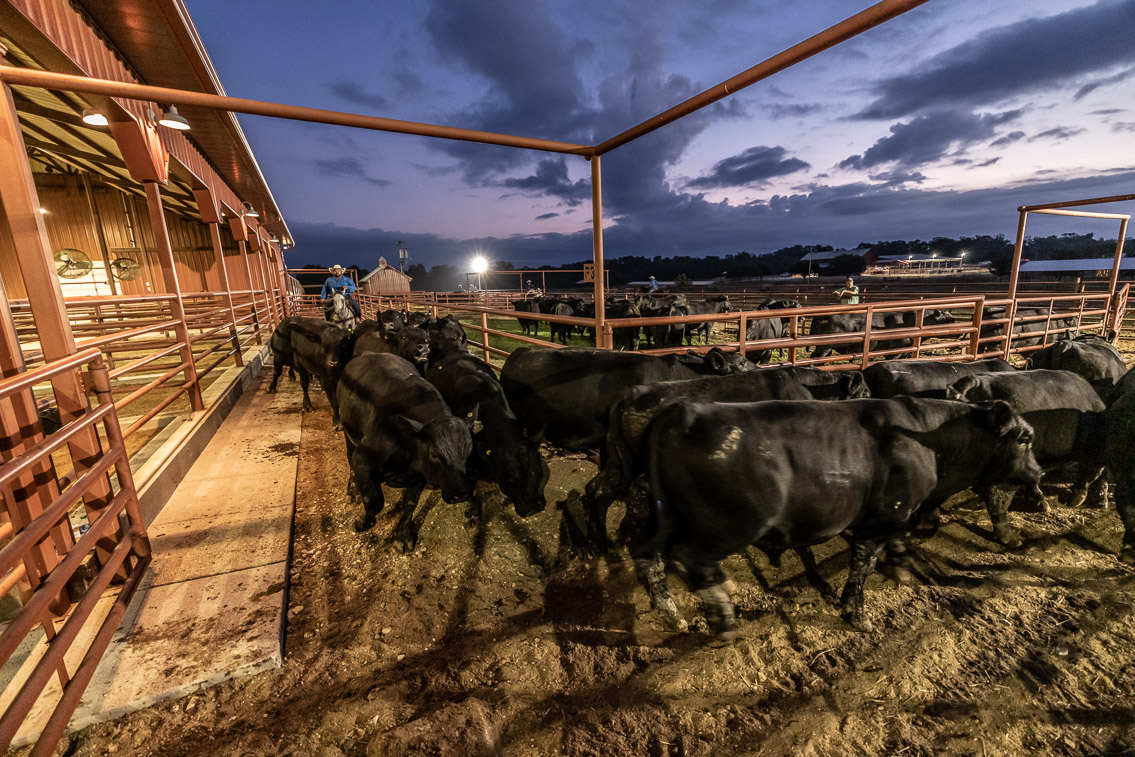 44Farms_Cameron_FallBullSale_Oct2021-524950