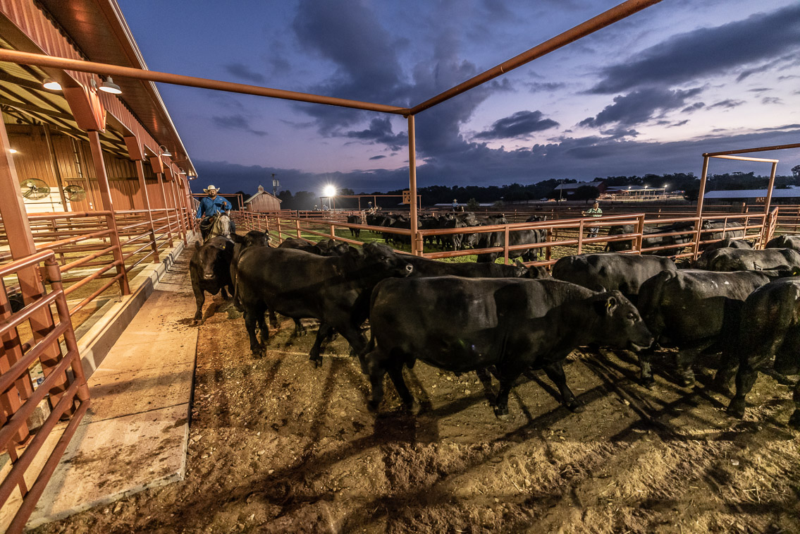 44Farms_Cameron_FallBullSale_Oct2021-524959